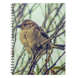 Carnet Épervier dans l'arborescence