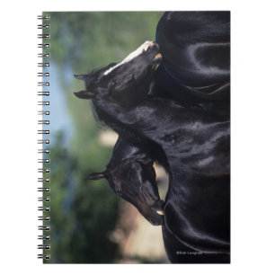 Carnet Éraflure arabe de cheval