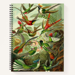 Carnet Ernst Haeckel Hummingbird Illustration 8,5X11"