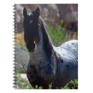 Carnet Étalon sauvage en Utah