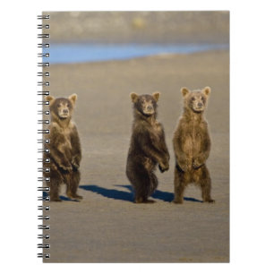 Carnet États-Unis. Alaska. Oursons brun côtiers