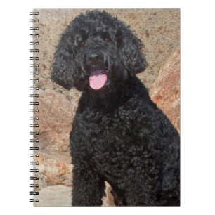 Carnet États-Unis, Californie. Labradoodle assis