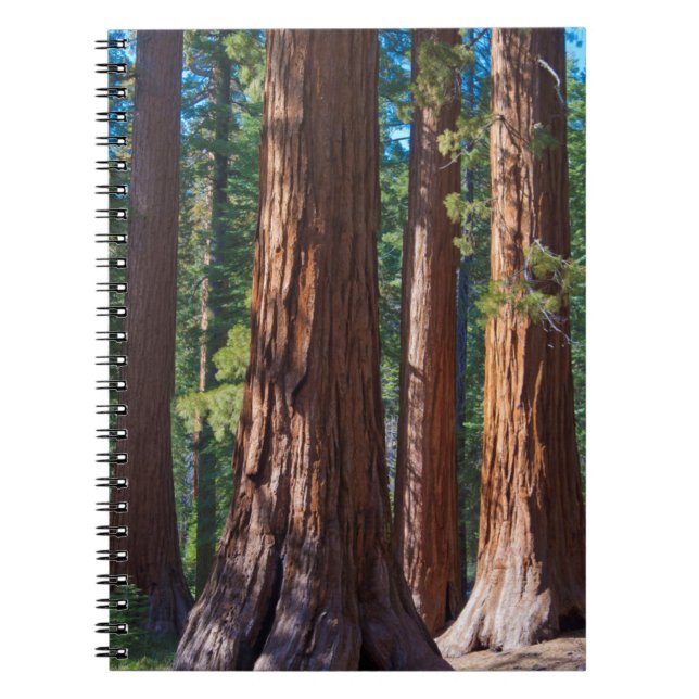 Carnet États-Unis, Californie. Troncs de séquoia, Maripos (Devant)