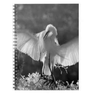 Carnet États-Unis, Floride, Grande Aigrette (Ardea alba) 