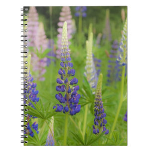 Carnet États-Unis, Maine, Parc national d'Acadia. Champ d
