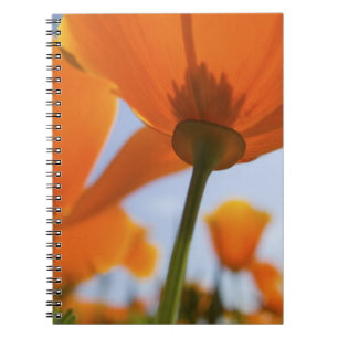 Carnet États-Unis, Oregon, vallée de Willamette, gros pla