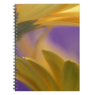 Carnet États-Unis, Pennsylvanie. Gerbera jaunes, rapproch