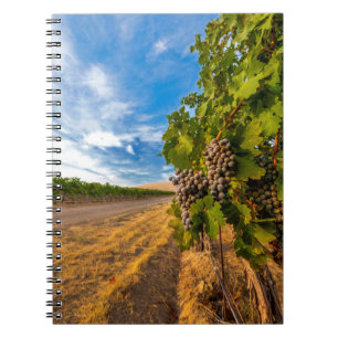 Carnet États-Unis, Washington, Yakima Valley. Raisins Mer