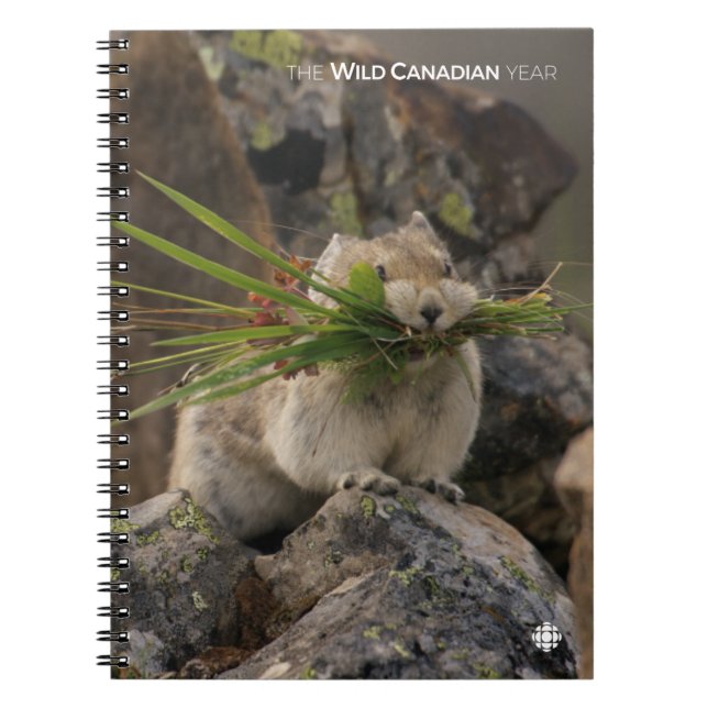 Carnet Été - American Pica (Devant)