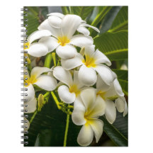 Carnet exotique de Plumeria d'île