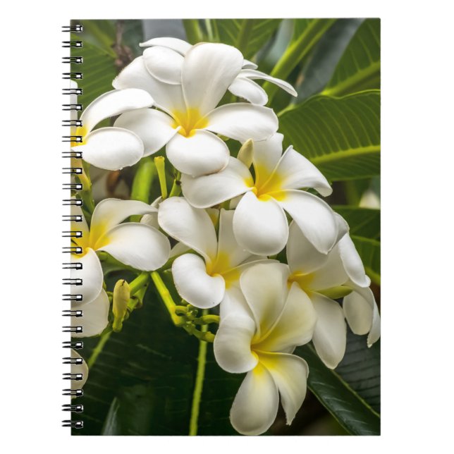 Carnet exotique de Plumeria d'île (Devant)