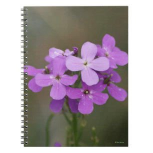 Carnet F19 Fleurs sauvages violettes Dames Rocket