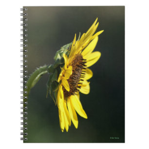 Carnet F43 Fleur sauvage jaune Susan aux yeux noirs
