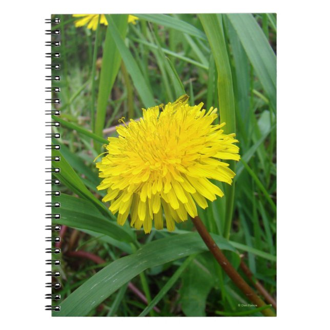 Carnet F45 Pissenlit (Devant)