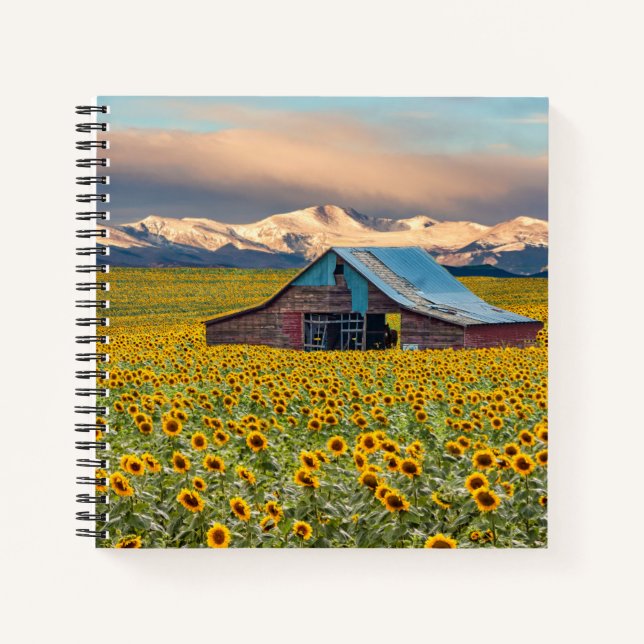 Carnet Farms | Field (Devant)