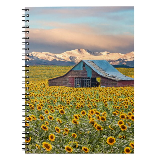 Carnet Farms | Field (Devant)