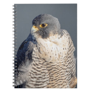 Carnet Faucon pèlerin le long de la rivière Hudson
