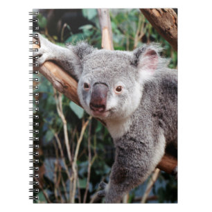 Carnet Featherdale Wildlife Park, ours koalas