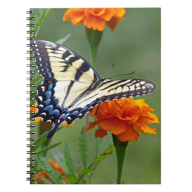 Carnet Femelle jaune Tigre de l'Est Swallowtail (Devant)