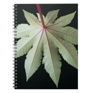 Carnet Feuille et tige
