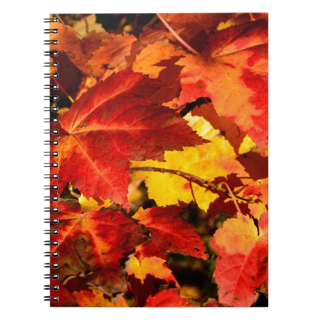 Carnet Feuilles d'automne colorées, feuille d'érable roug (Devant)