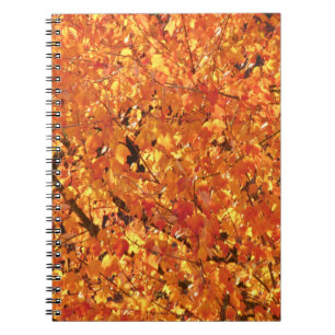 Carnet Feuilles d'automne sur arbre - photo.