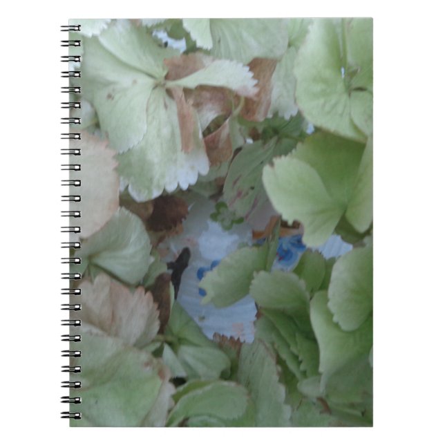 Carnet Feuilles d'Hydrangea (Devant)