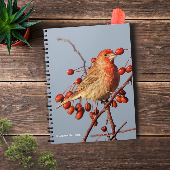 Carnet Finch maison avec Berries Hawthorn (House Finch with Hawthorn Berries Journal Cover Photo)
