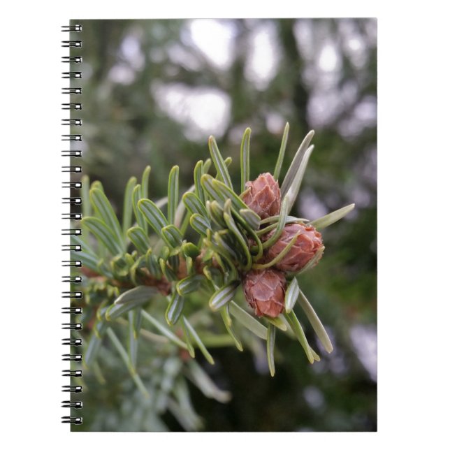 Carnet Fir buds (Devant)