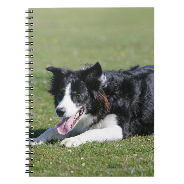 Carnet Fixation de border collie (Devant)