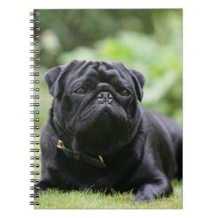 Carnet Fixation noire de carlin