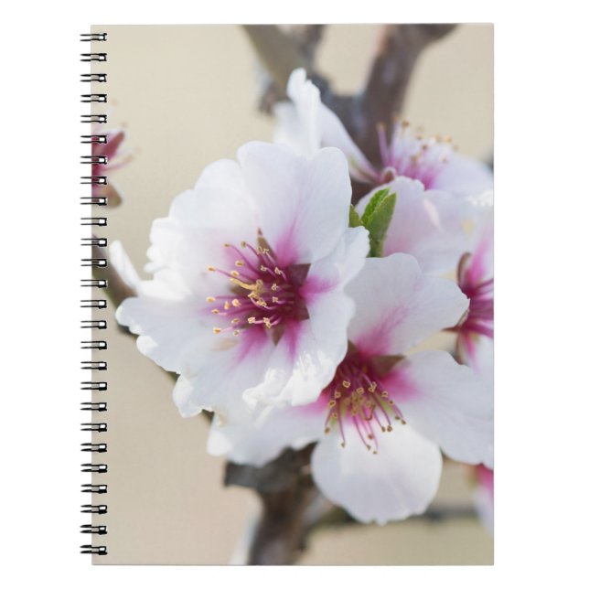 Carnet Fleur d'amande (Devant)