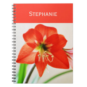 Carnet Fleur d'Amaryllis rouge