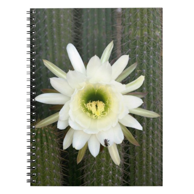 Carnet Fleur De Cactus De Nuit, Région De Karoo (Devant)