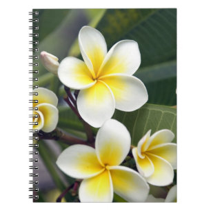 Carnet Fleur de frangipanier Îles Cook