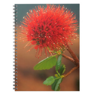 Carnet Fleur de Natal Bottlebrush (Greyia Sutherlandii)