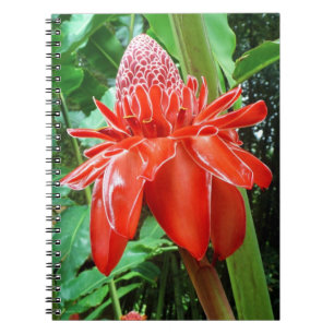 Carnet Fleur Exotique Rose des Caraïbes rouges