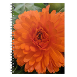Carnet Fleur orange