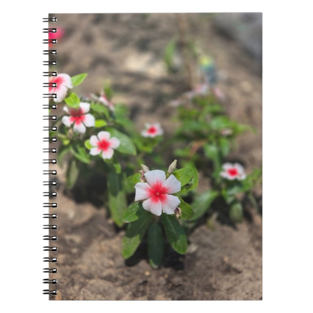 Carnet fleur rose blanche (Devant)