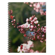 Fleur rose dans la lumière chaude de l'été