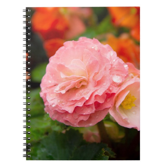 Carnet Fleur rose délicate après la pluie (Devant)