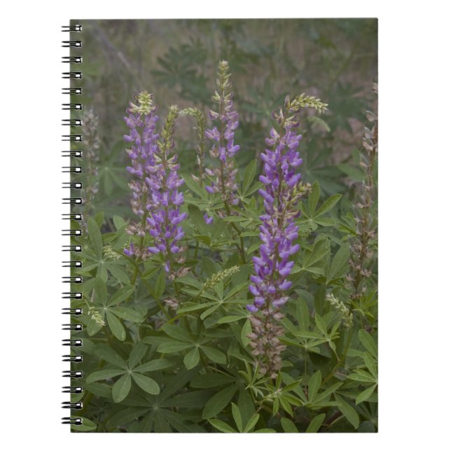 Carnet fleur sauvage (Devant)
