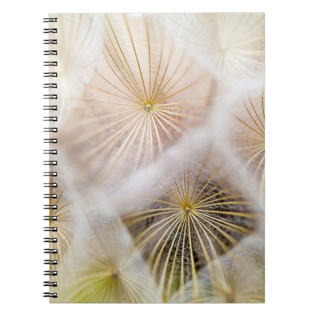 Carnet Fleurs blanches de pissenlit (Devant)