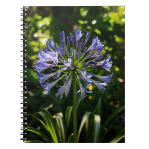 Carnet Fleurs bleu Agapanthus