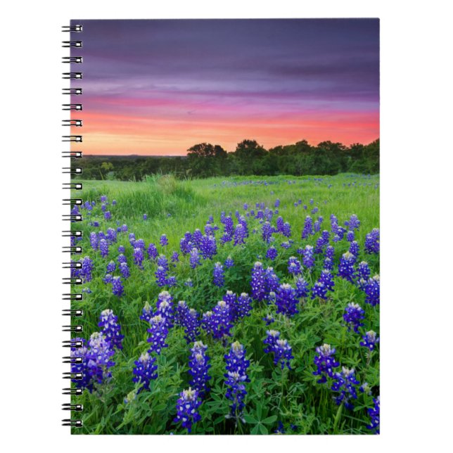 Carnet Fleurs | Bluebonnets à Sunset Texas (Devant)
