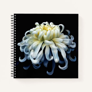 Carnet Fleurs   Chrysanthème blanc