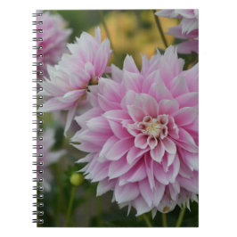 Carnet Fleurs Dahlia roses au RHS Garden Wisley
