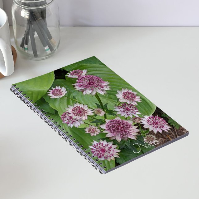 Carnet Fleurs d'Astrantia rose (In Situ)