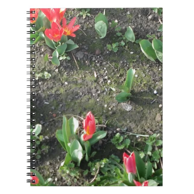 Carnet fleurs de printemps rouges dans le parc (Devant)