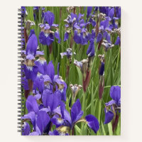 Fleurs d'Iris Violet Nature Plantes Photographie